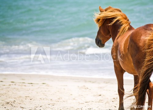 Wild horse on the beach