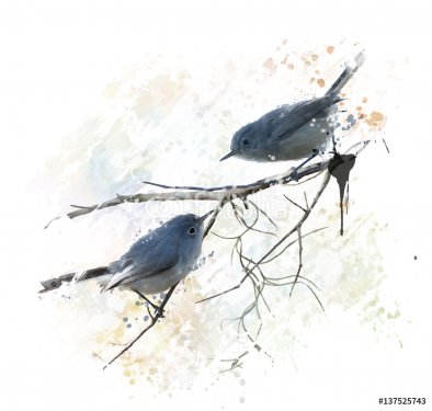 Blue-gray Gnatcatchers watercolor - 901154478