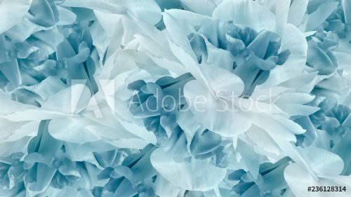 Floral turquoise background. Flowers white-turquoise irises close up. Flower ... - 901154735