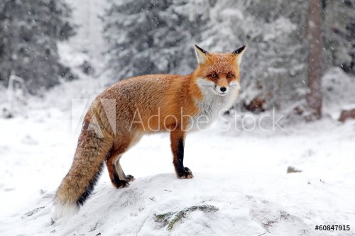 Fox in forest at High Tatras, Slovakia - 901154705