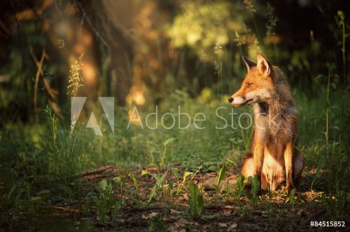 Fox on the summer forest - 901154708