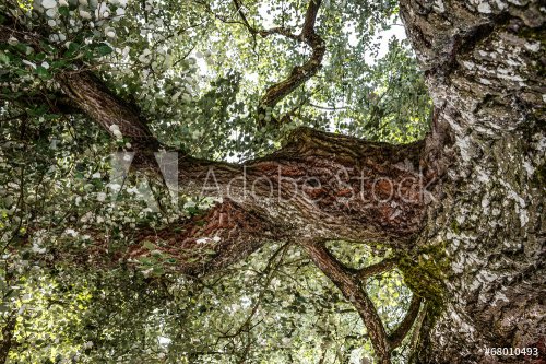 old tree detail
