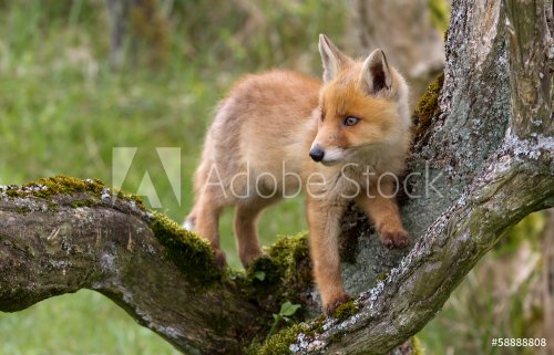 Red fox cub - 901154716
