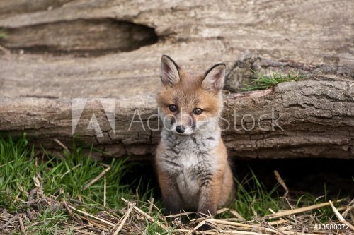 Red Fox in British Countryside - 901154714