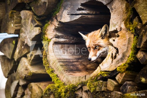 Red Fox (Vulpes vulpes) - 901154717