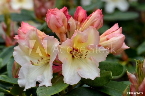 Rhododendron Salmon