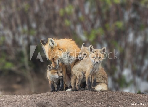 Squeezing In For Attention - A red fox kit squeezes in for some love from Mom. - 901154712