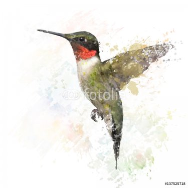 Ruby Throated Hummingbird Watercolor - 901154479
