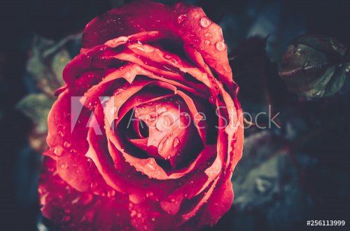 Beautiful Single Rose with Waterdrops on Black Background, Vintage style