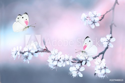 Butterflies fluttering over a branch of blossoming cherry in spring close-up ... - 901154842