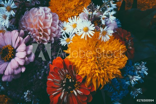 Magic flowers with dark leaves background - 901154847