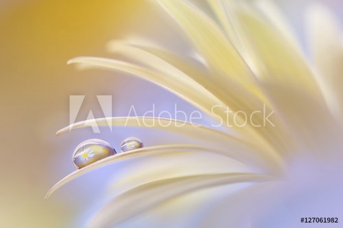 Reflection of the flower in the dew drop. A drop of water on the petal of a y... - 901154846