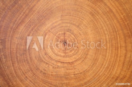 background of wooden cut texture - 901154879