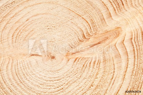 Large circular piece of wood cross section with tree ring texture pattern and cracks background. Detailed organic surface from nature.