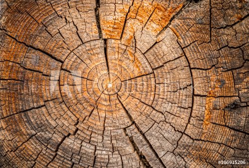 Old weathered spruce tree trunk - 901154880