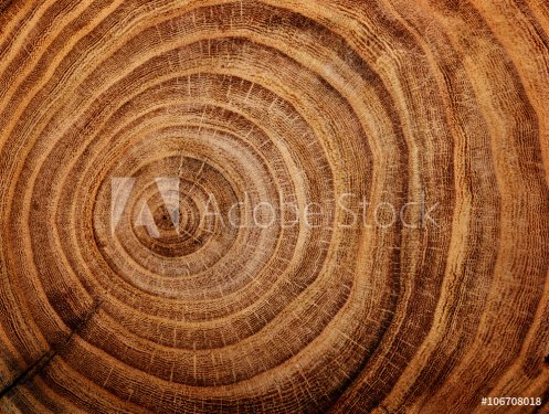 stump of oak tree felled - section of the trunk with annual rings - 901154882