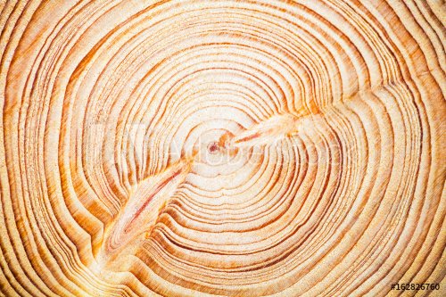 Wood texture year-old rings background, Cedar Lebanese - 901154885