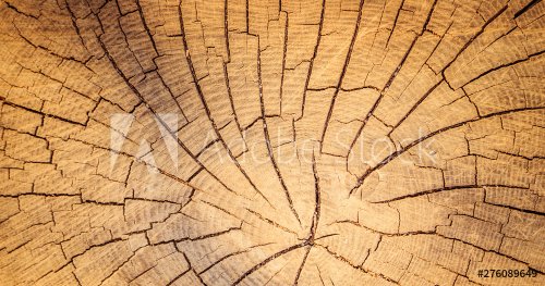 Wooden background image: tree stump, close up - 901154877