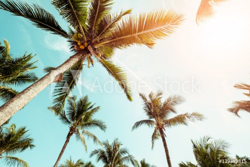Coconut palm tree on beach with sunlight in summer - vintage color tone. - 901154944