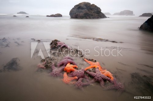 Colorful star fish exposed on the Oregon coast at extreme low tide - 901155006