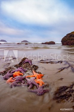 Colorful star fish exposed on the Oregon coast at extreme low tide - 901155007