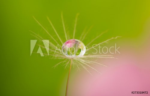 dandelion seed with water drop - macro photo - 901154928