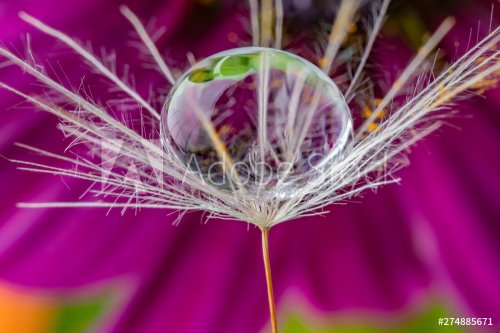 dandelion seed with water drop - macro photo - 901154929