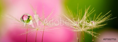 dandelion seed with water drop - macro photo - Panorama