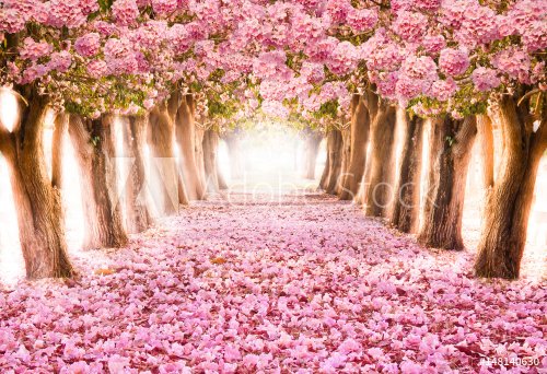Falling petal over the romantic tunnel of pink flower trees / Romantic Blossom tree over nature