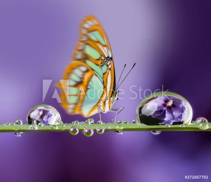 Flower and dew drops and butterfly