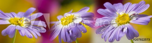 Flower with rain drops - Panorama - 901154937