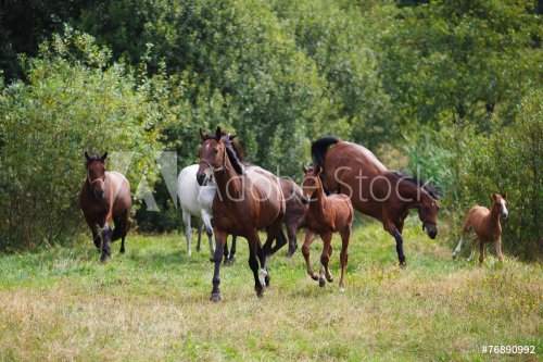 Herd of horses - 901154919