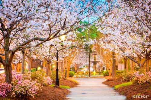 Macon, Georgia, USA during cherry blossom season