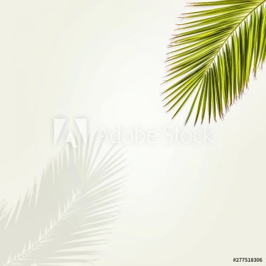 Summer coconuts palm leaves and shadow - 901154949