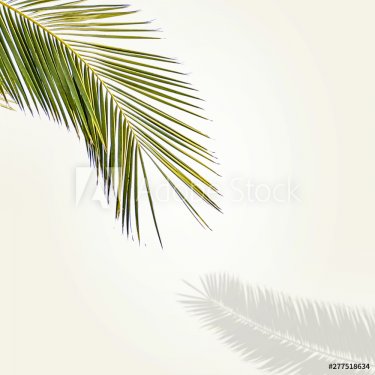 Summer coconuts palm leaves and shadow