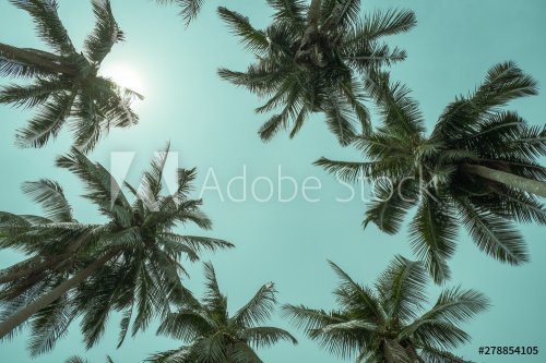 the tops of the palm trees against the sunny sky - 901154958