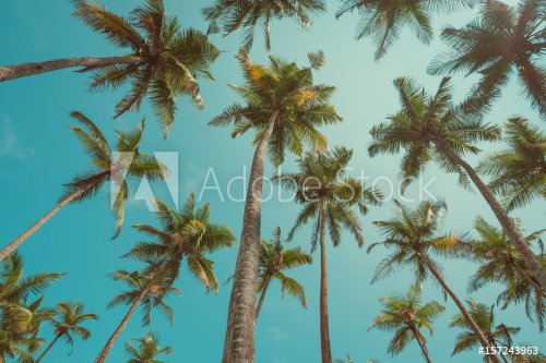 Vintage toned palms over blue sky background photo from ground up to sky - 901154954