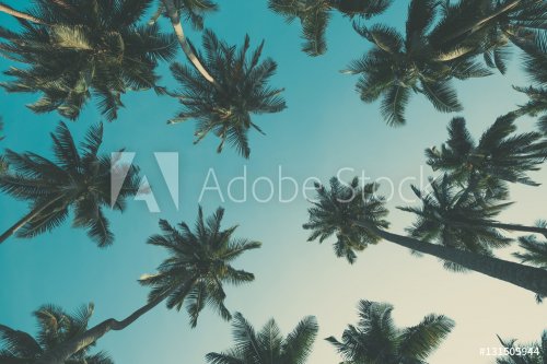 Vintage toned tropical palm trees at summer, view from ground up to the sky - 901154953