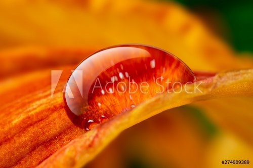 water drop on a flower - macro photo - 901154934