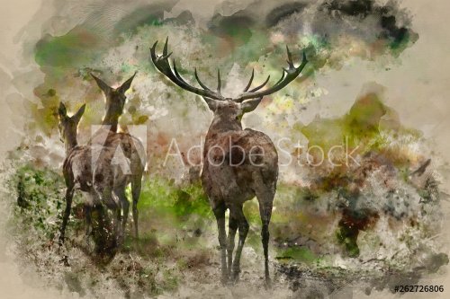 Watercolour painting of Beautiful Family group herd of red deer stag cervus elaphus