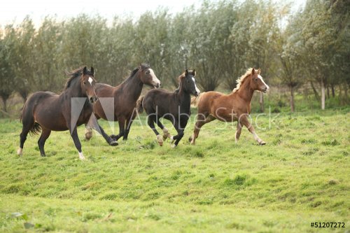 Welsh pony mares with foals running - 901154920