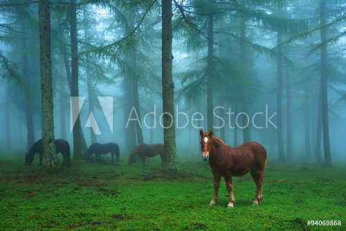 young horse in foggy forest - 901154998