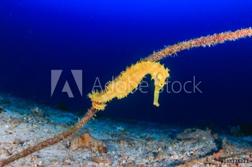 A beautiful yellow Sea Horse on a tropical reef at dawn