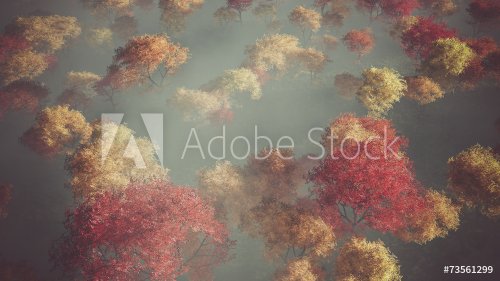 Vue aérienne d'une forêt dans le brouillard en automne