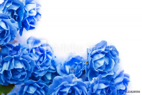 background with blue roses isolated on white. - 901155025
