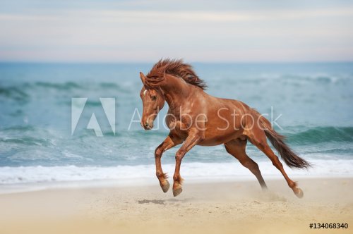 Beautiful red horse galloping in a phase jump developing mane on solar backgr... - 901155117
