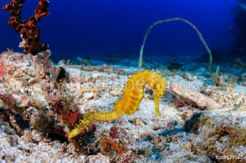 Beautiful yellow Thorny Seahorse on a tropical coral reef