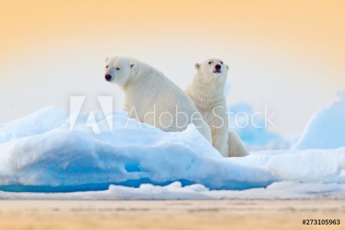 Dangerous bear sitting on the ice, beautiful blue sky. - 901155065