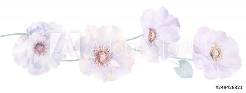 Elegant watercolor roses and peony flowers