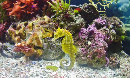 Hyppocampe dans un aquarium